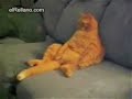 este gato es el verdadero garfield