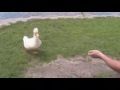 DUCKFACE!!!