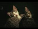 Mah Kittehs