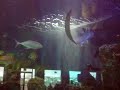 fish in a tank big fish