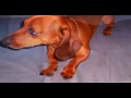 Salchicha video