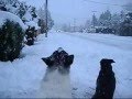 videos de Dog Fight in Snow with BOOMER'S dogs ALICIA & MANDY
