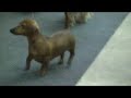 My 5 mnth old Dachsund puppy Splash 1
