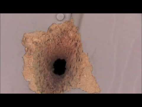 how to get rid woodpeckers