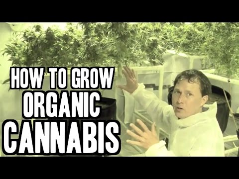How to Grow Organic Cannabis Indoors