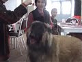 Tervuerense herder