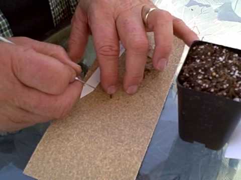 how to collect ivy geranium seeds