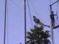 Gaonas Trapeze Workshop Anna