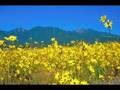 Dusty Chaps - Honky Tonk Music