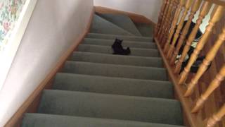 Ralph the Bombay Cat playing fetch with a sock
