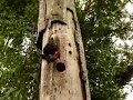 Click here to watch this video Woodpecker vs. Snake.flv