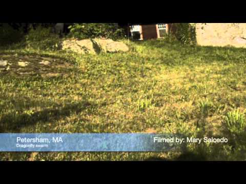aeshnid - Filming in Western Mass, I was fortunate enough to catch a swarm of blue-striped Aeshnids, or