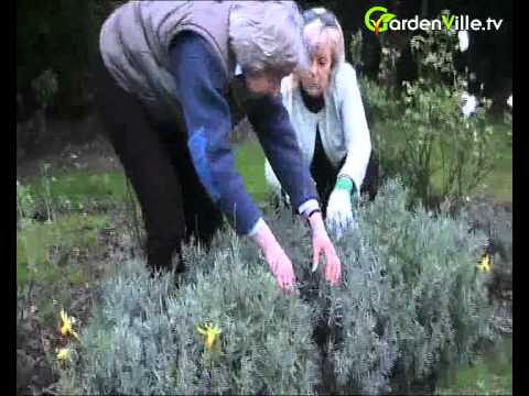 how to trim lavender
