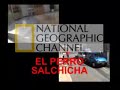 PERRO SALCHICHA