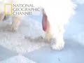 PERRO SALCHICHA