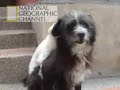 PERRO SALCHICHA
