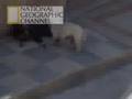 PERRO SALCHICHA