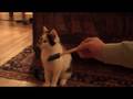 videos de Tilly 1
