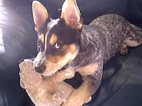 Zobacz video
