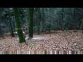 videos de Hausach, 750 Jahre - Festabzeichen