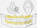 Oral Medicine: USC Dentistry Continuing Dental Education