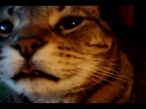 Cat sticks tongue out. LOL!