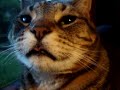 Cat sticks tongue out. LOL!
