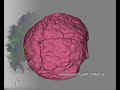 TU Delft Medical Visualization Demo Reel 1