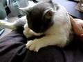 Our-cat-is-weird