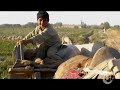 afghanistans new cash crop