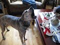 American Pit Bull Singing Jingle Bells
