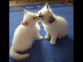 Tiervideo
