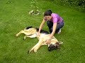 Max... German Shepherd \"Kicking\"...
