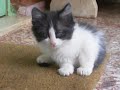 Sleepy kitten