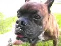 Hondo - Lone Star Boxer Rescue