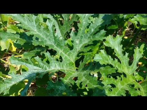 how to cut zucchini off the vine