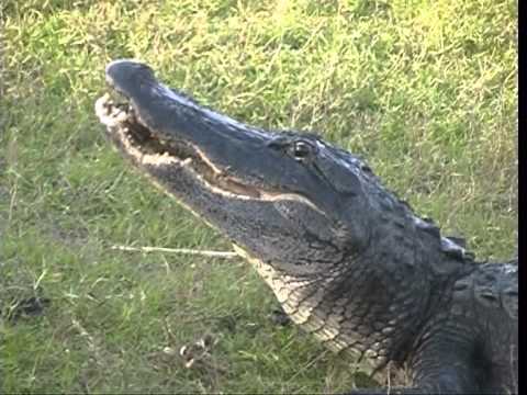 Myakka river state park. Florida natural beauty !