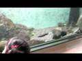 カミツキガメ（井の頭自然文化園 水生物館）３:YouTube閲覧数=836回