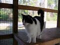 Phoenix a beautiful long haired cat at Spaymart