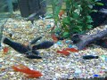 Swordtails www.exotictrading.net