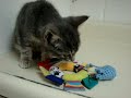 Marquette County Humane Society=Nermal
