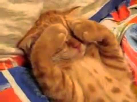 Tierno Gato durmiendo la siesta