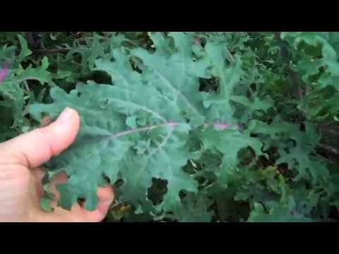 how to harvest russian kale