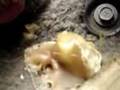 Ascomycetes: cup fungus Aleuria aurantia