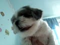 BRANDON GETS BIT BY GREMLIN DOG BRANDON GETS BIT BY GREMLIN DOG