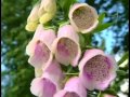 Favoring Foxgloves