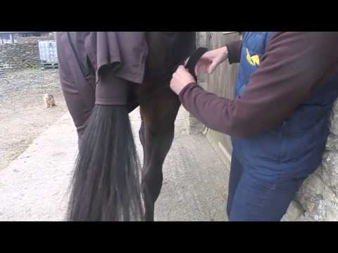 how to treat udder edema