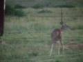 Deer at Chiricahua National Monument gate near Willcox, AZ