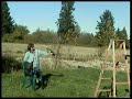 Training peacocks to fly on command