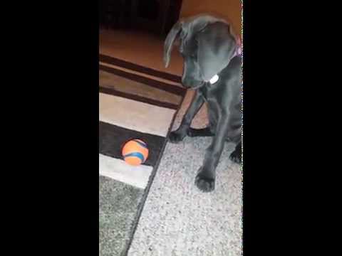 how to train weimaraner puppies